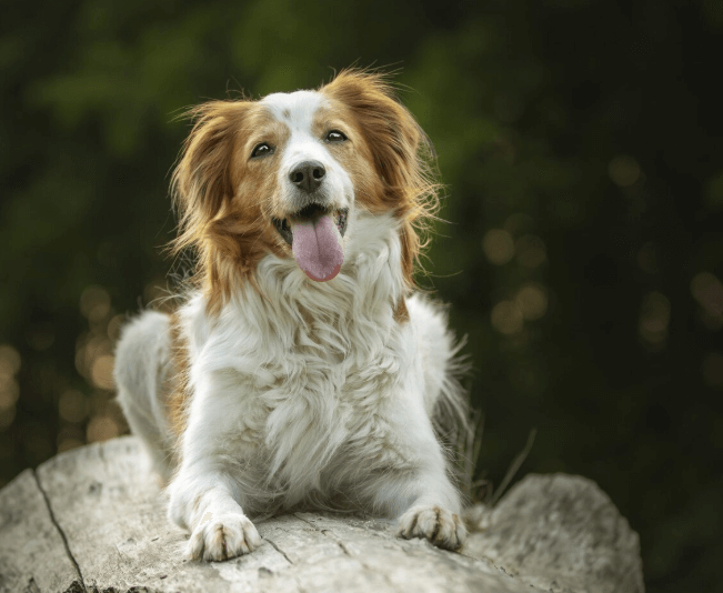can you put Neosporin on a dog