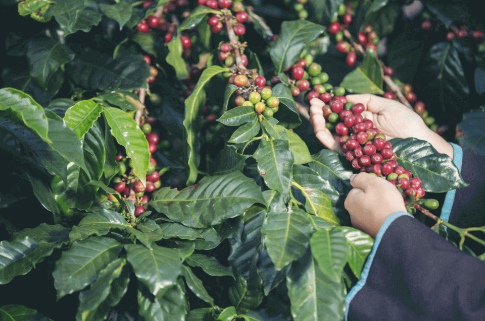 What will be the pleasure of watching coffee beans growing!
